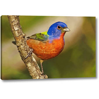 World Menagerie Tx Mcallen Male Painted Bunting Perched In Tree