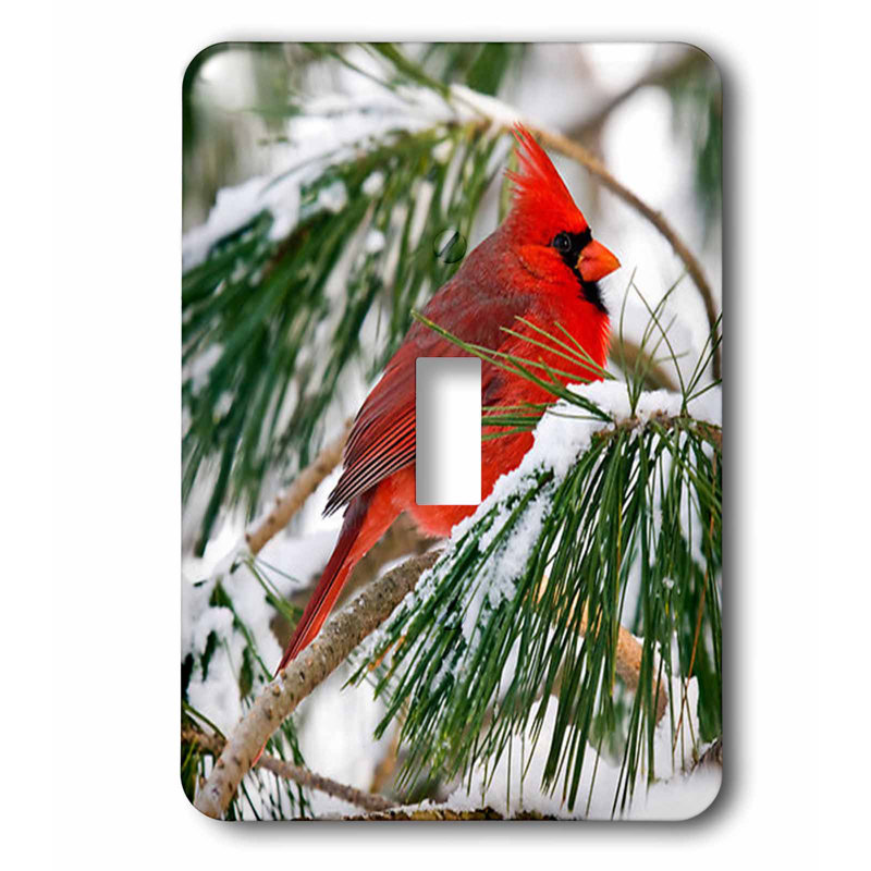 3drose Cardinal Perched In Snowy Pine Tree 1 Gang Toggle Light Switch Wall Plate Wayfair