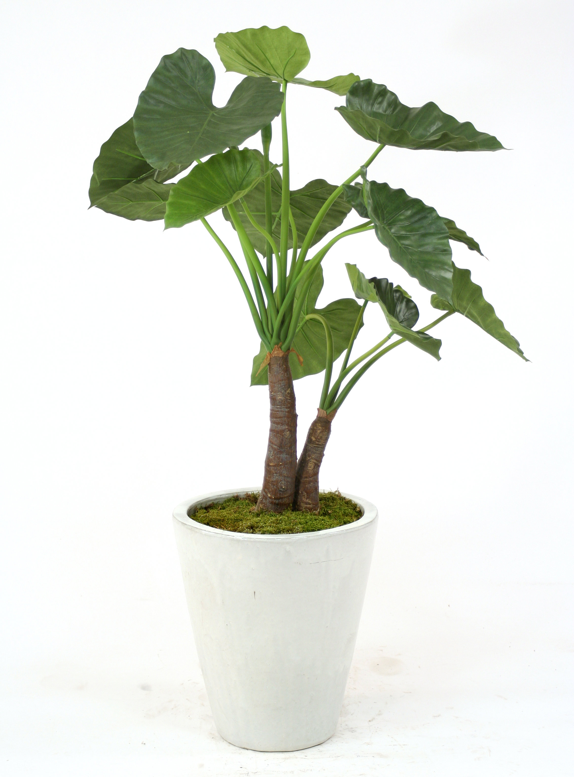 wayfair standing planter on Distinctive Designs 5 Alocasia Calidoro Plant In Glazed White Stoneware Planter Wayfair