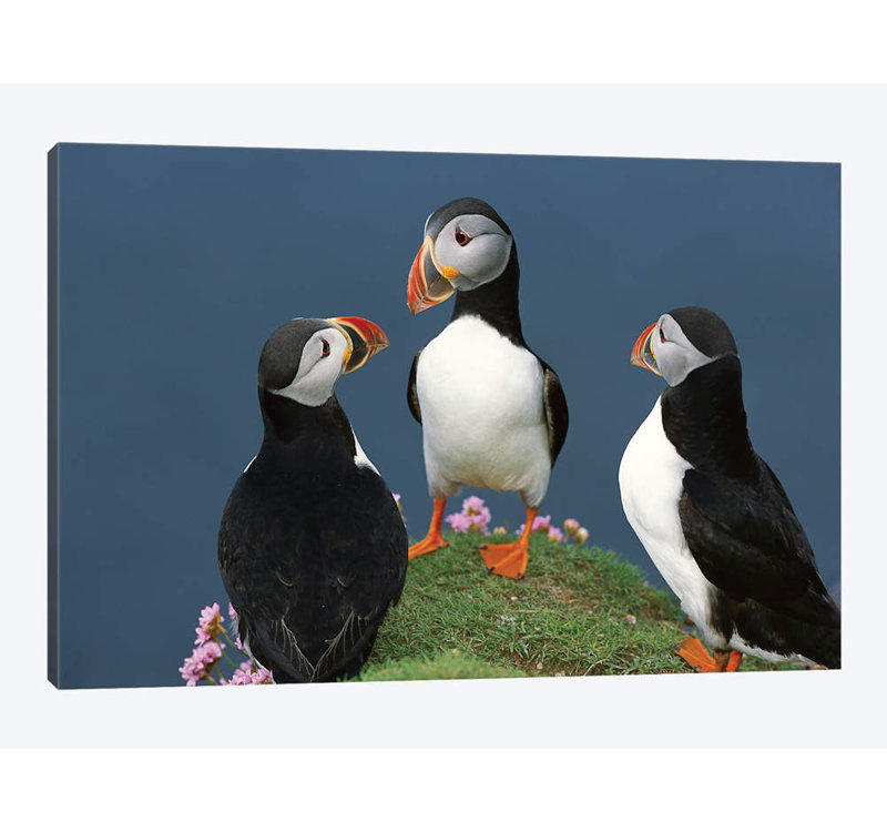 Puffin Framed Photo Hand Framed Wildlife Print Puffin On Cliff