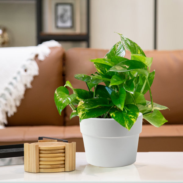 Costa Farms Pothos Plant in Ceramic Planter & Reviews | Perigold