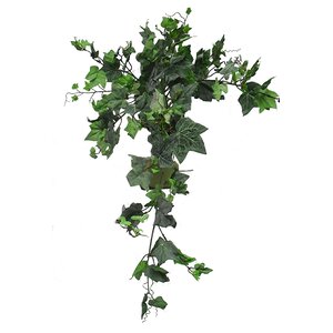 English Ivy Bush Hanging Plant