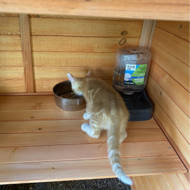 archie and oscar frankie cat run