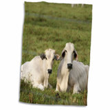 Farm Animal Dish Towels Wayfair