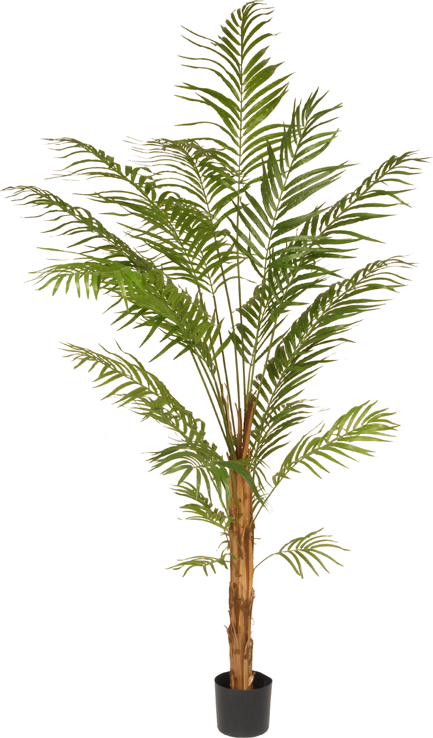 Bayou Breeze Areca Palm Tree In Pot Reviews Wayfair