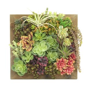 Wall Hanging Succulent