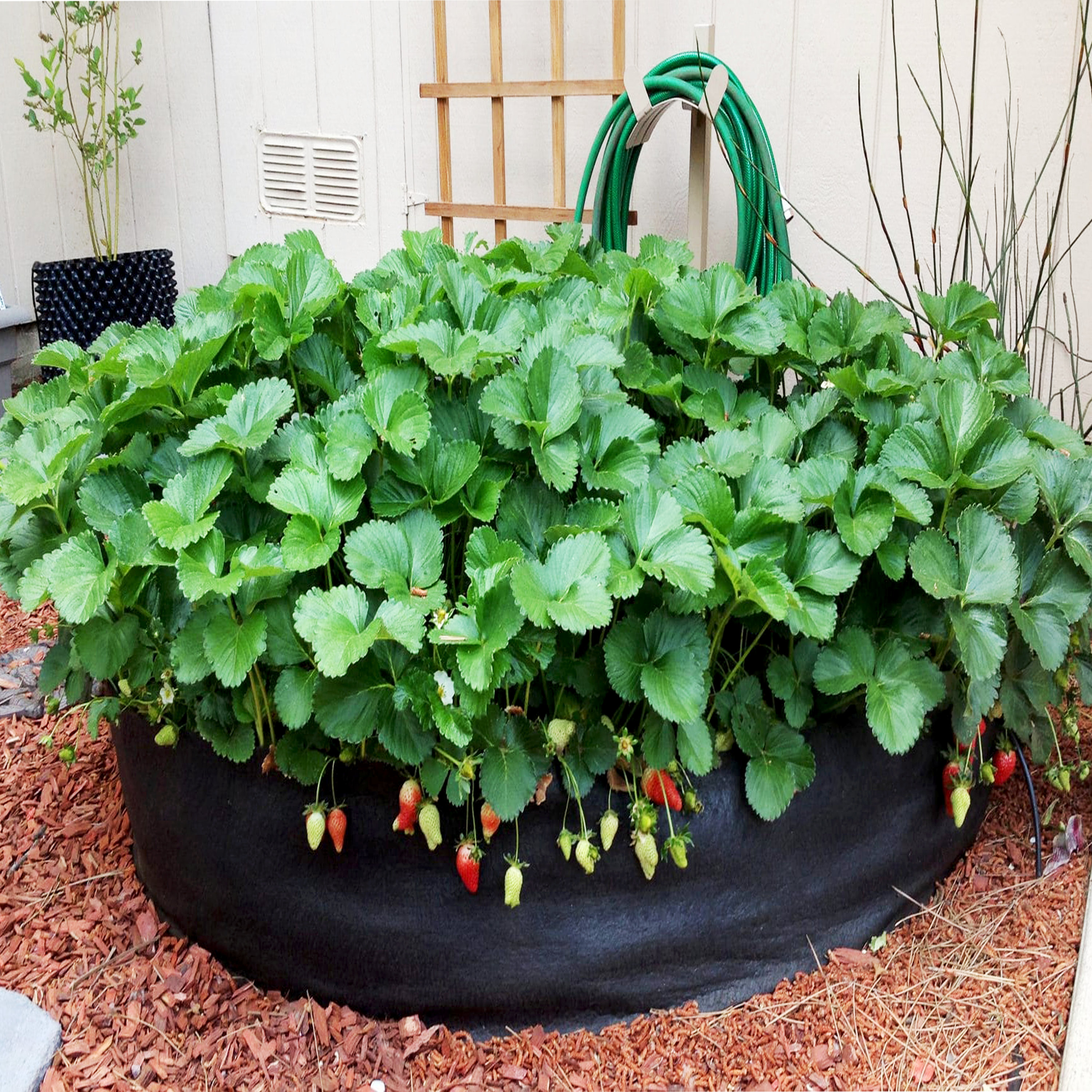 Smart Pot® Round Raised Bed Wayfair
