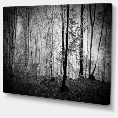 Beautiful Forest Morning Panorama - Wrapped Canvas Print (size 60” x 28”)