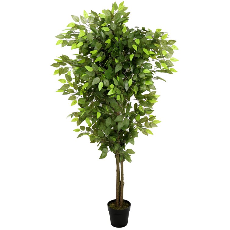 Primrue 65'' Artificial Ficus Tree in Pot & Reviews | Wayfair