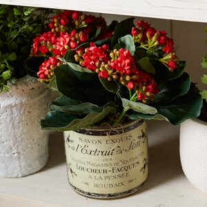 Kalanchoe in French Labeled Pot