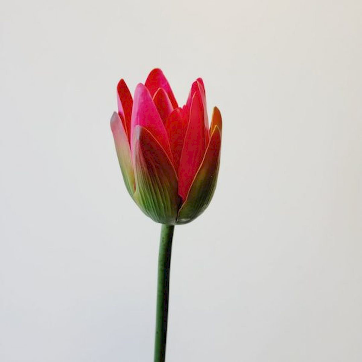 Primrue Lotus Stem Wayfair