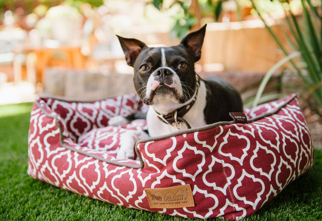 [BIG SALE] Dog Beds to Snuggle & Snooze You’ll Love In 2021 Wayfair