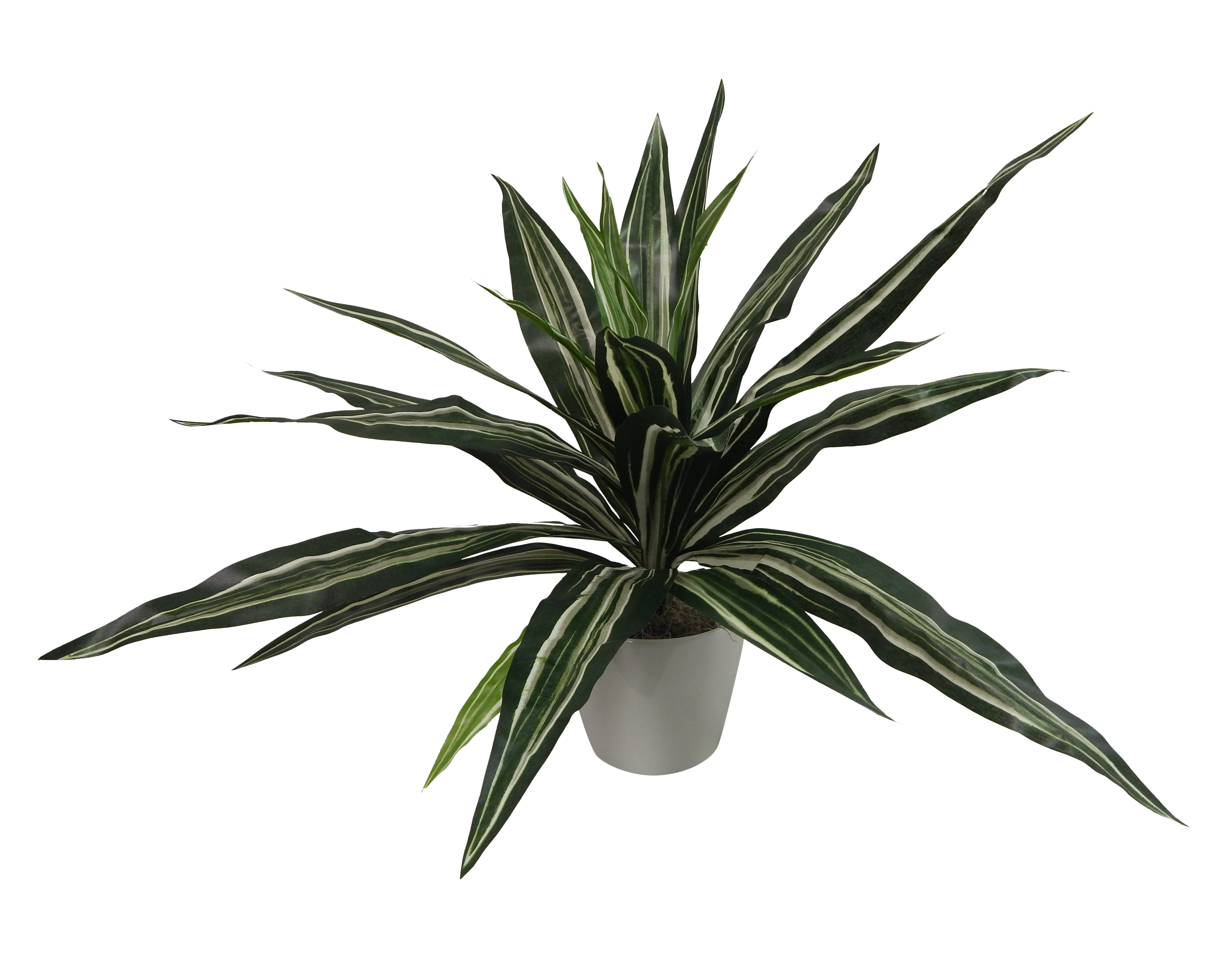 Mistana Modern Dracaena Plant In Planter Wayfair Mistana Modern Dracaena Plant In