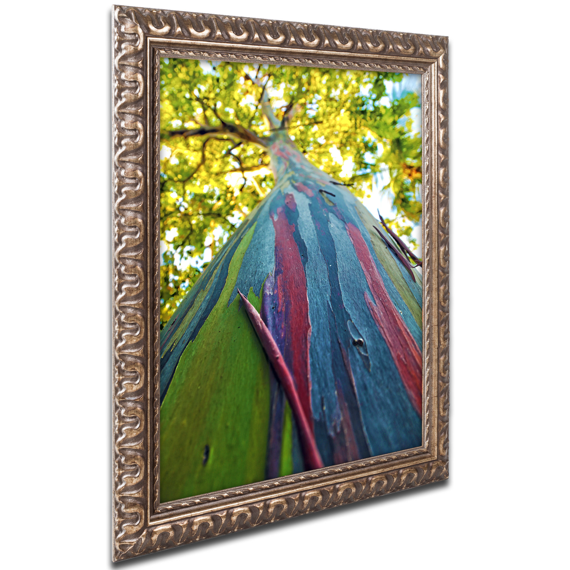 Bloomsbury Market Rainbow Eucalyptus Tree Framed Photographic