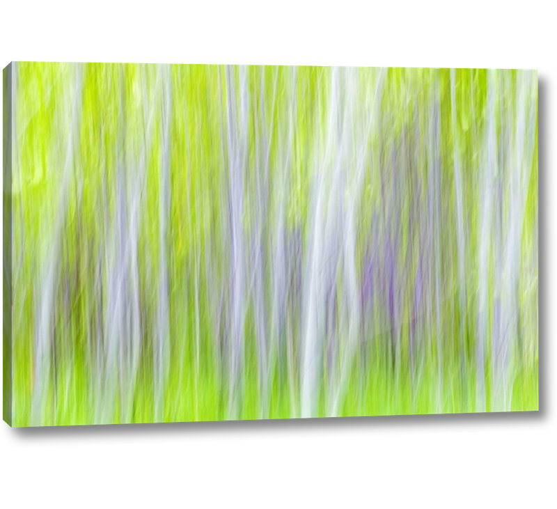 Ebern Designs Wa Yakima River Trail Abstract Of Aspen Trees