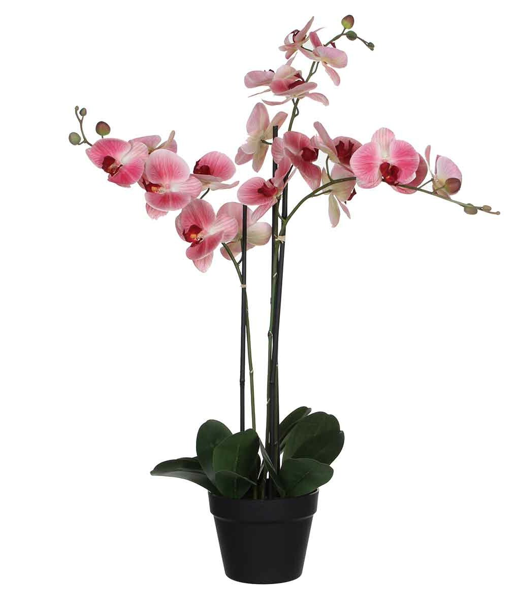 The Seasonal Aisle Phalaenopsis Orchid Floral Arrangement In Pot Wayfair Co Uk