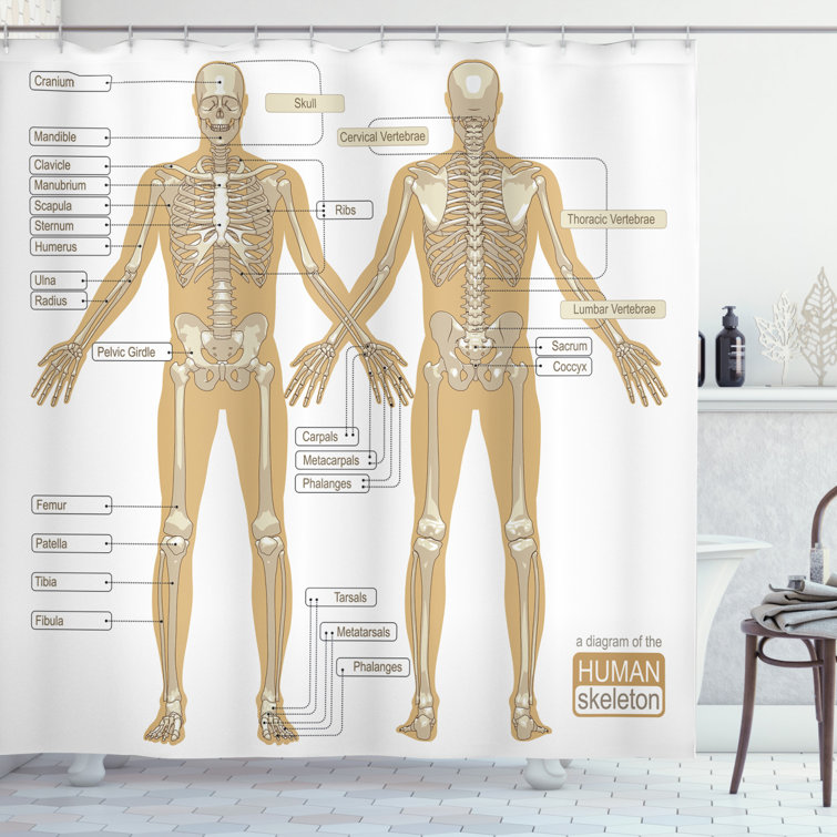 Ambesonne Human Anatomy Diagram Of Human Skeleton System With Titled Main Parts Of Body Joints Picture Single Shower Curtain Wayfair