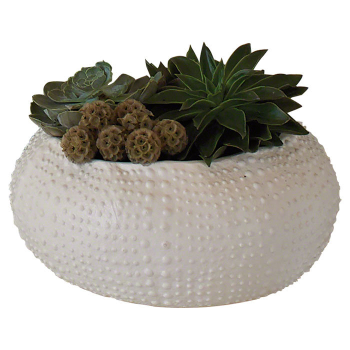 Global Views Ceramic Urchin Decorative Bowl Reviews Wayfair