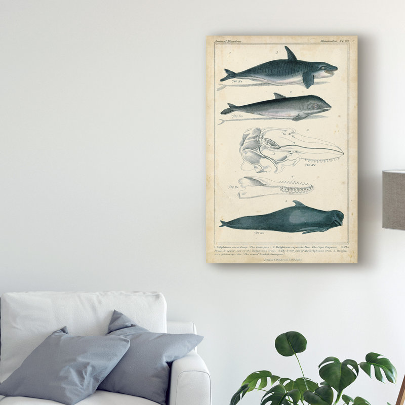 East Urban Home Antique Whale And Dolphin Study I Acrylic