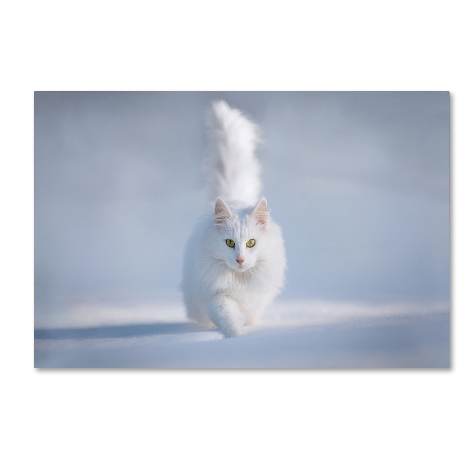 Trademark Art Yellow Eyes By Esmee Prexus Wrapped Canvas Photograph Wayfair