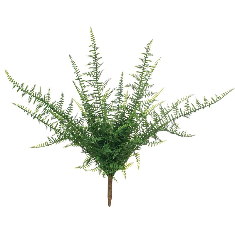 Gracie Oaks Feather Bush Fern Plant | Wayfair