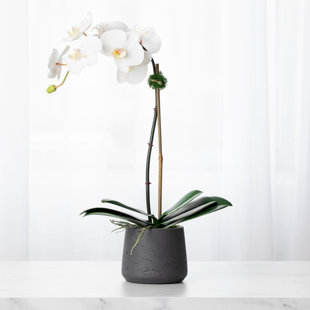 42" Phalaenopsis Orchid Plant in Terra Cotta Pot White Green Silk Flower Decor 