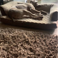 beautyrest super lux dog bed sofa