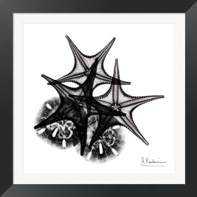 Sand Dollar Wall Art | Wayfair Consider framing your print for a more formal look.