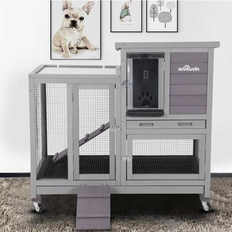 pedigree ragdoll kittens