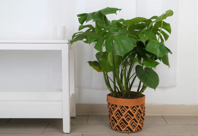 Live Plants Now on Sale