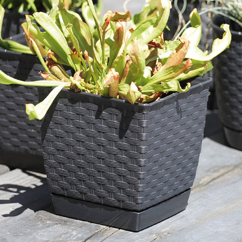 Sol 72 Outdoor Petty Plastic Plant Pot Wayfair.co.uk