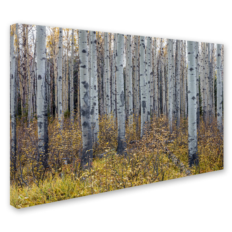Trademark Art Aspen Trees In Autumn By Pierre Leclerc Photographic Print On Wrapped Canvas Wayfair