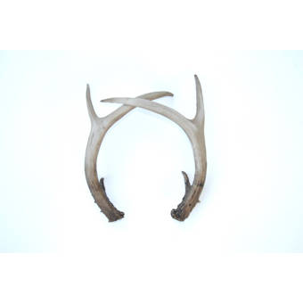Brayden Studio Large Faux Taxidermy Antler Rack Wall Decor Reviews Wayfair