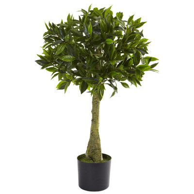Alcott Hill Bay Leaf Round Topiary in Pot