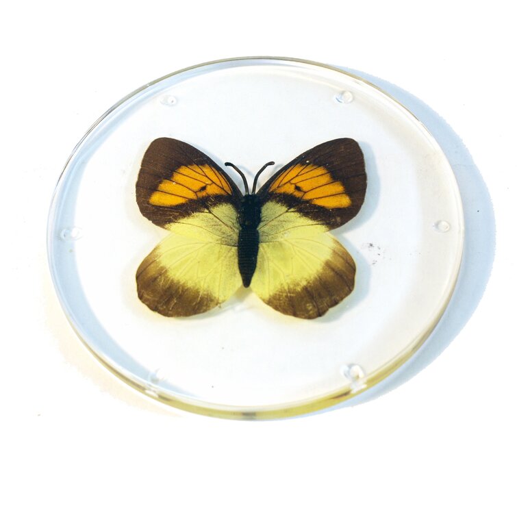 Beautiful Butterfly Round Coaster Set Set of 4 Made of Recycled Rubber 
