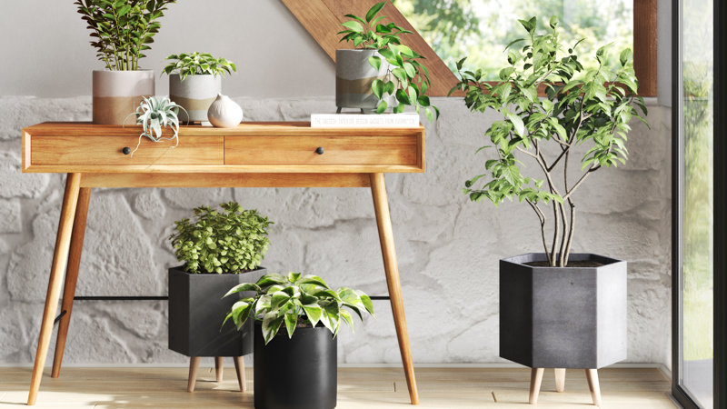 Caring for Indoor Plants: How to Care for Plants