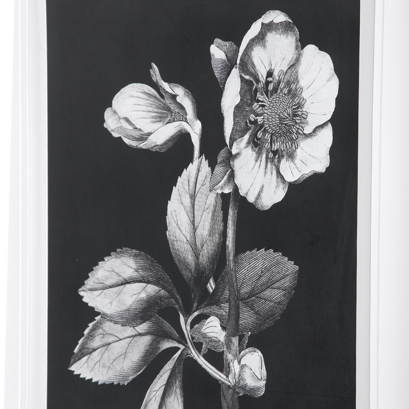 Mercer41 Black And White Flowers 2 Piece Framed Graphic Art Set