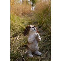 cavalier king charles spaniel items