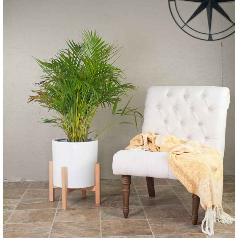 George Oliver Brathwaite Ceramic Pot Planter Reviews Wayfair