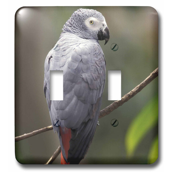 3drose African Parrot Tropical Bird 2 Gang Toggle Light Switch Wall Plate Wayfair