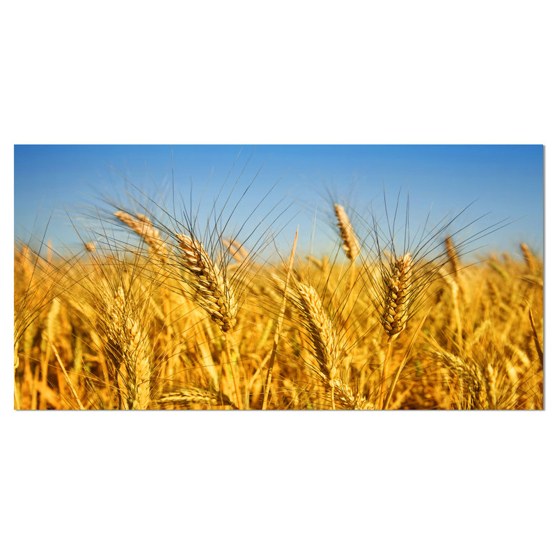 Designart Bright Golden Wheat Field Photographic Print On Wrapped Canvas