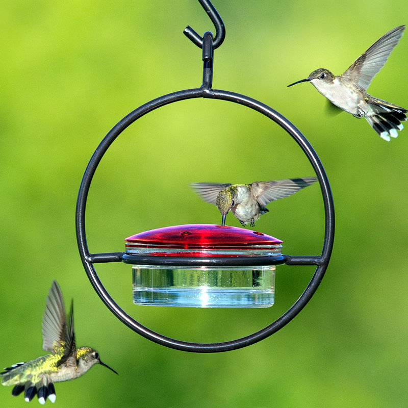 Couronne Mosaic Hummingbird Feeder Reviews Wayfair