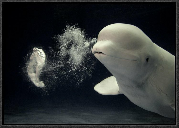 East Urban Home Beluga Whale Blowing Toroidal Bubble Ring Shimane Aquarium Japan Photographic Print Wayfair