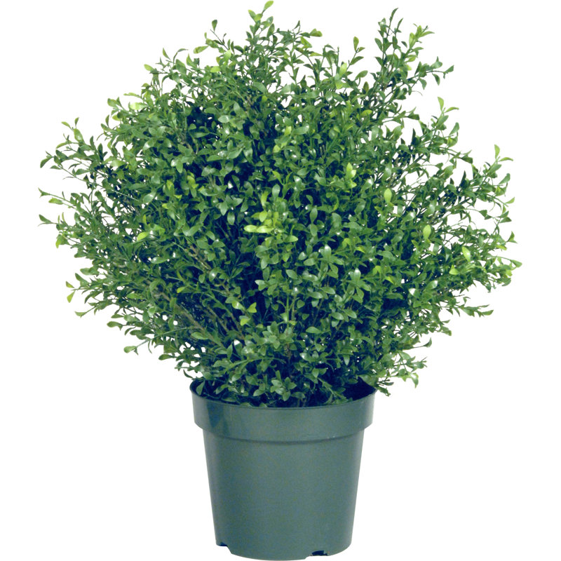 Barkhampstead Floor Plant In Planter Reviews Joss Main
