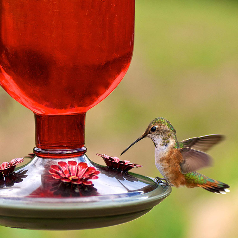 Perky Pet Glass Bottle Nectar Hummingbird Feeder Wayfair