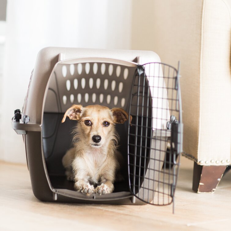 Petmate Metallic Fashion Pet Carrier & Reviews | Wayfair