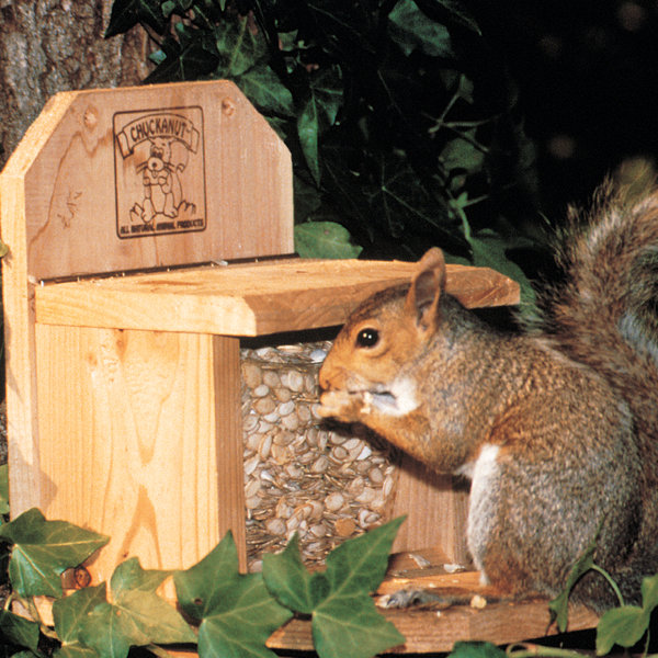 squirrel play wooden kitchen