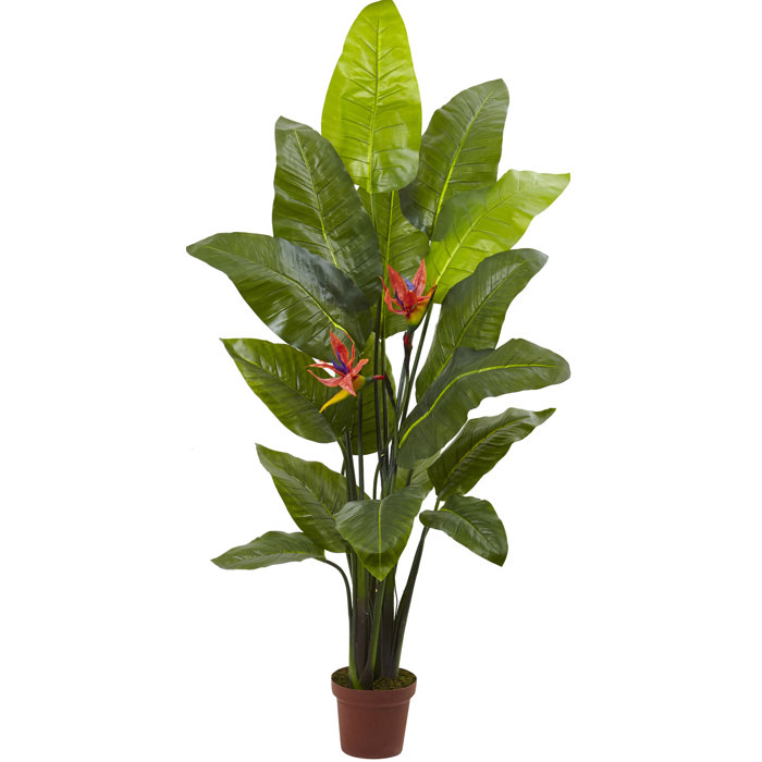 Bird Of Paradise Floor Plant In Pot