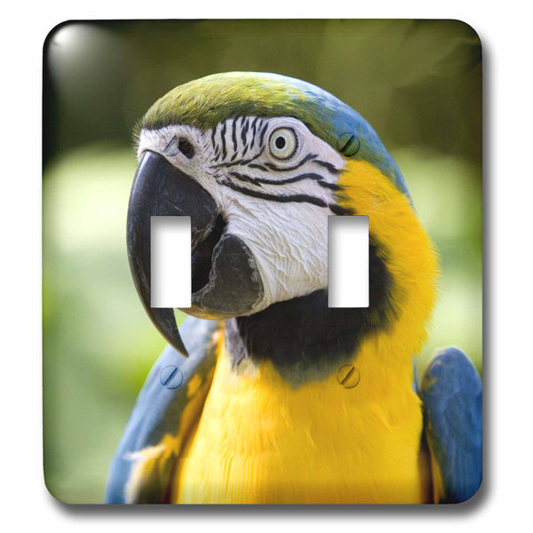 3drose Scarlet Macaw 2 Gang Toggle Light Switch Wall Plate Wayfair