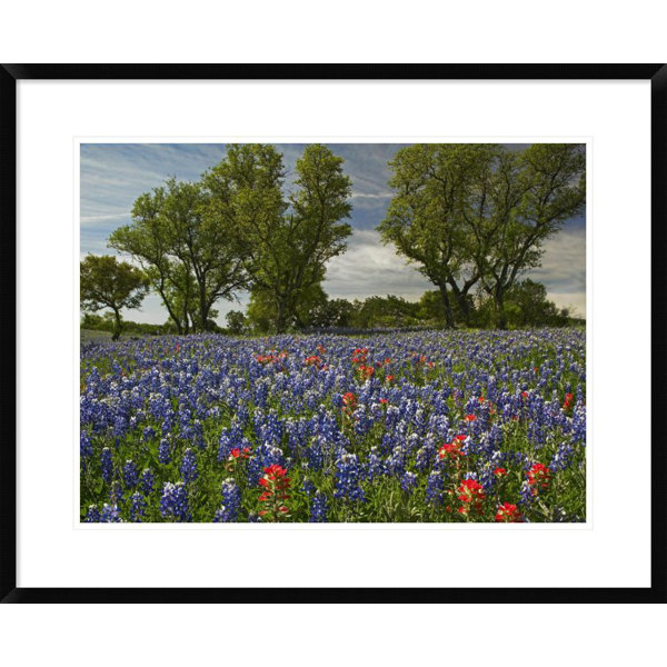 Global Gallery Sand Bluebonnets And Indian Paintbrush In Bloom Hill Country Texas By Tim Fitzharris Framed Photographic Print Wayfair The texas department of public safety reminds wildflower fans that, while picking bluebonnets is not illegal, trespassing to do so is. sand bluebonnets and indian paintbrush in bloom hill country texas by tim fitzharris framed photographic print
